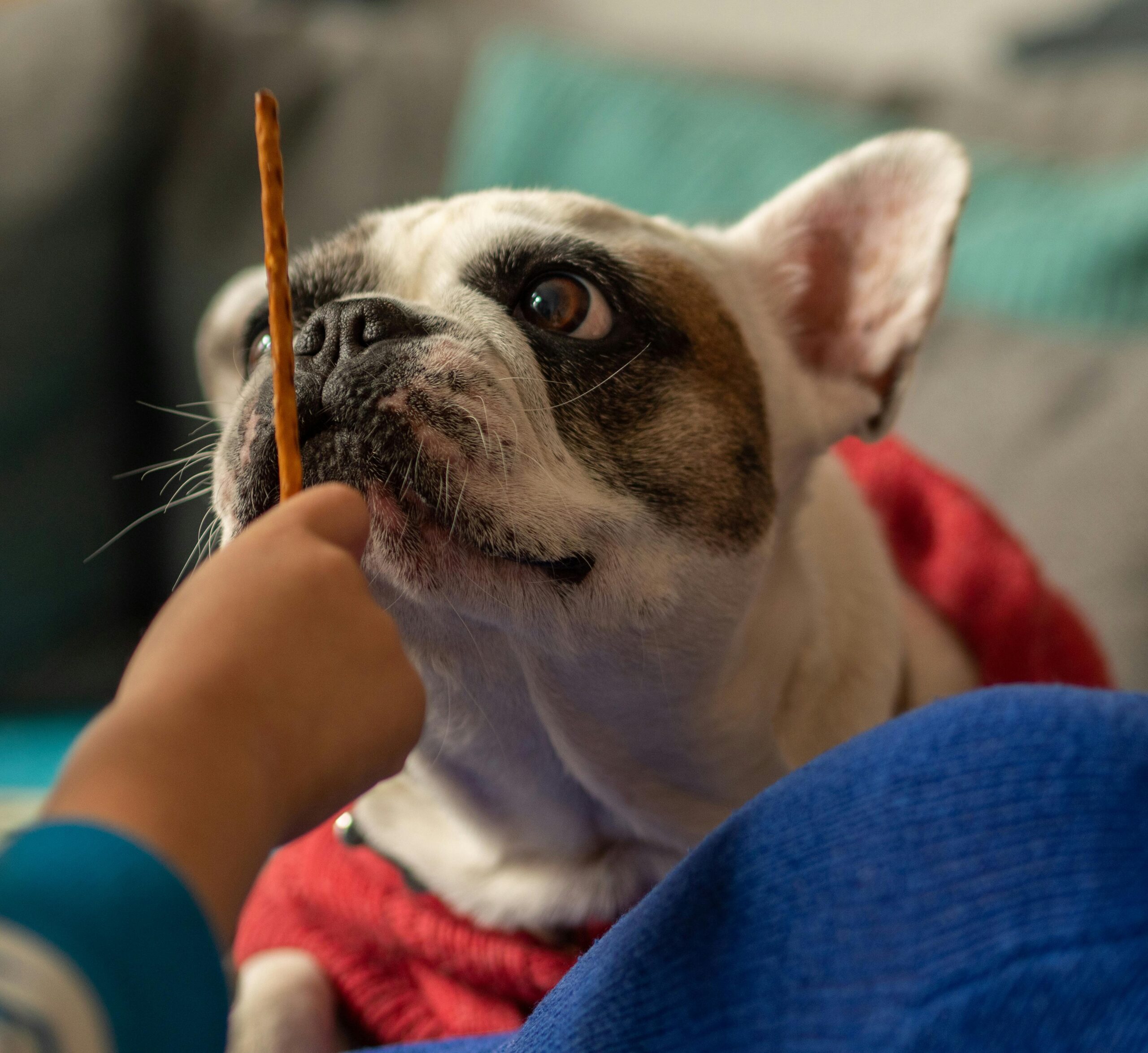 Buldogue frances