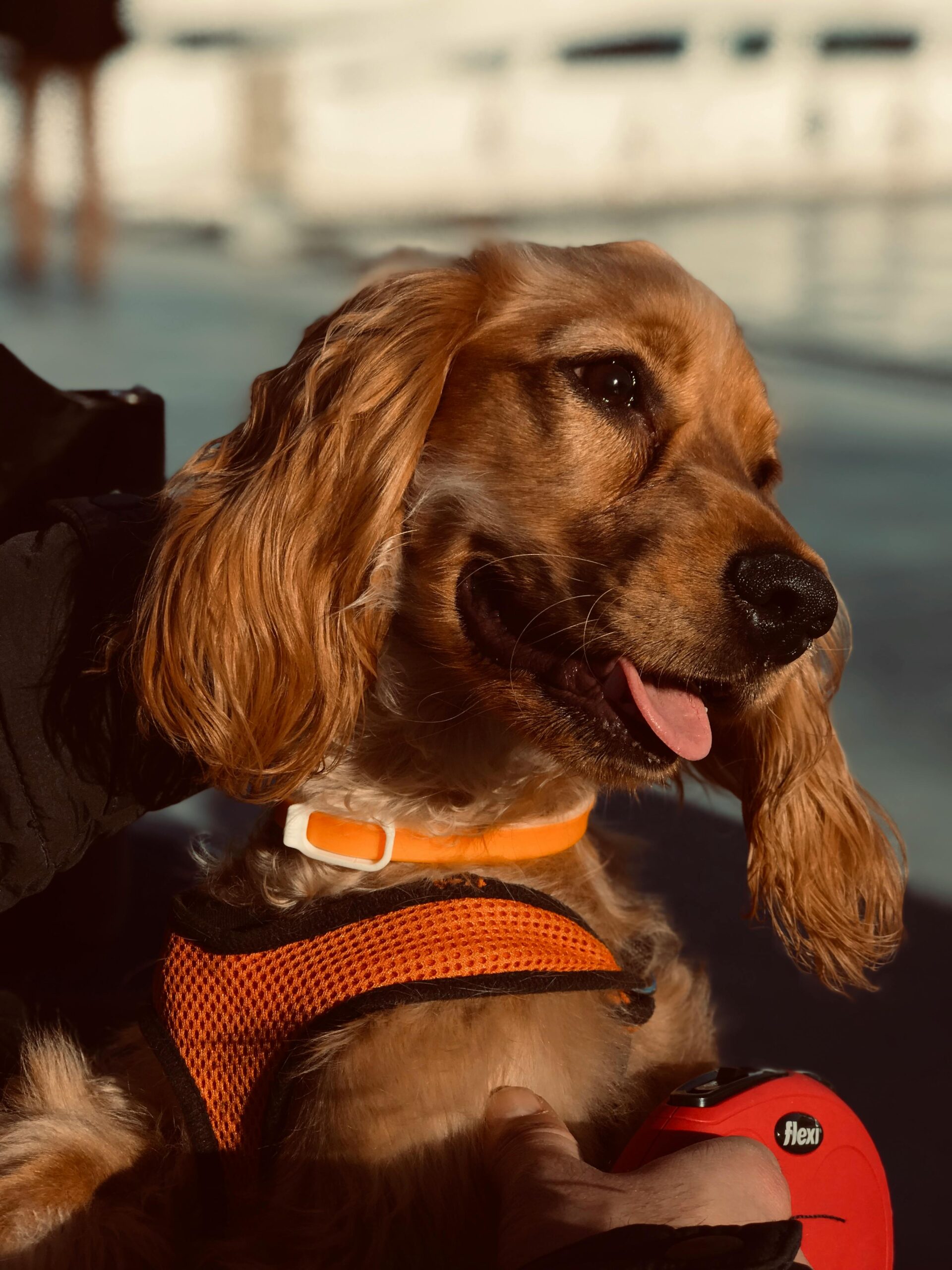 Cocker spainiel