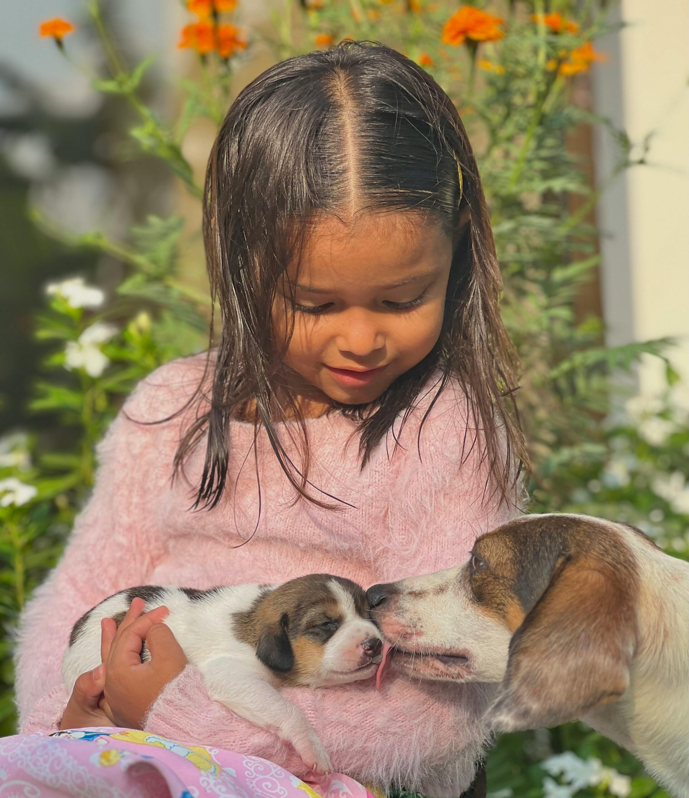 beagle