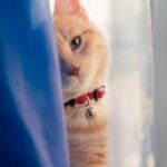 top 5 melhores rações para gatos